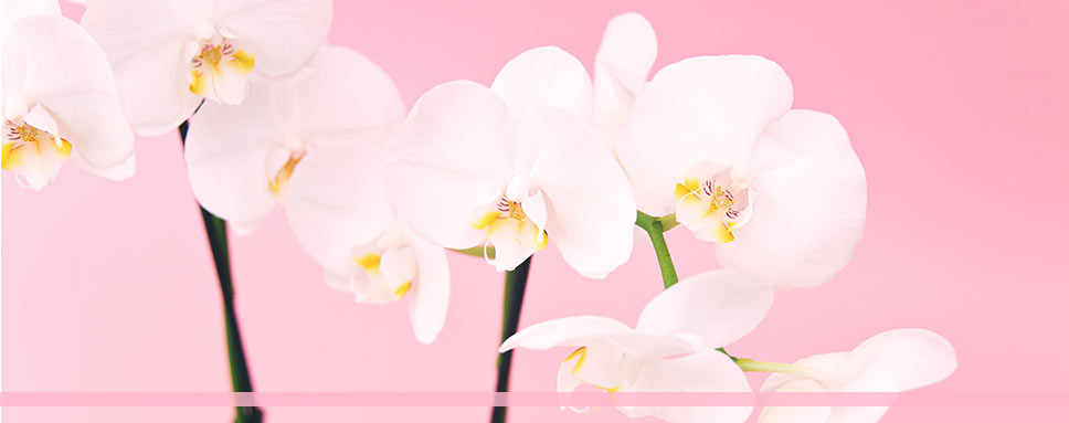 Vita orkidéer mot rosa bakgrund, glad sommar önskar Amendo